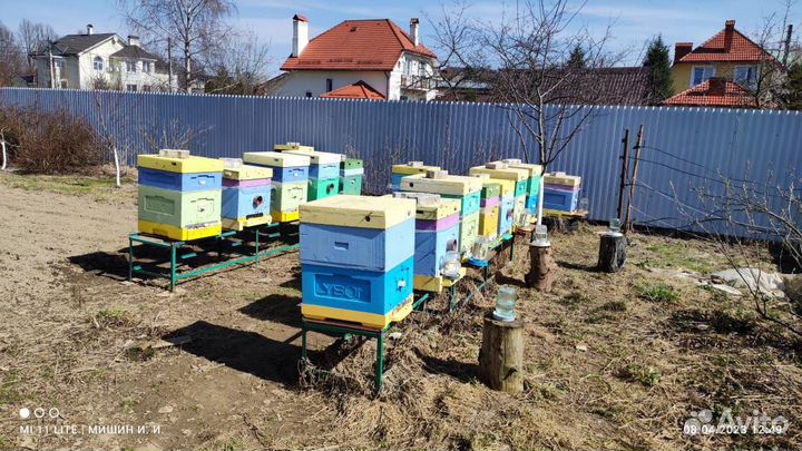 Продажа пчелосемьи