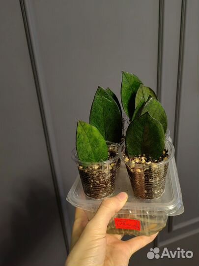 Замиокулькас зензи, чёрный равен, Акебоно