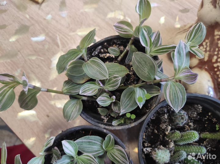 Комнатные цветы