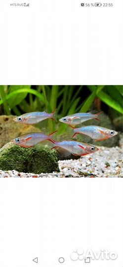 Креветки,рыбки,корм,малюски,грунт