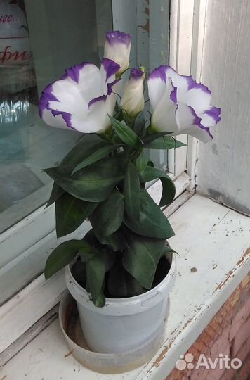 Эустома цветущая