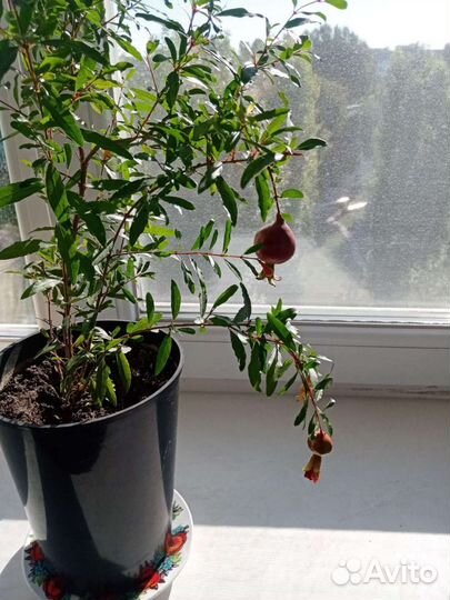 Гранат комнатный