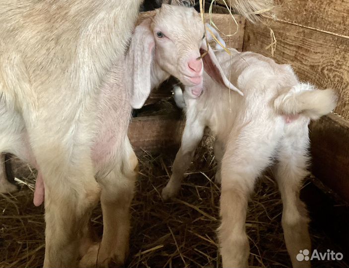 Козлики 1 месяц