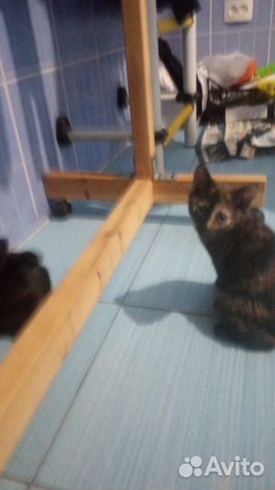 Котята в добрые руки даром