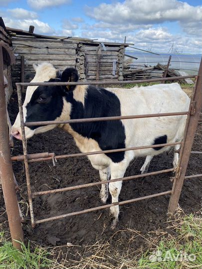 Продам телку
