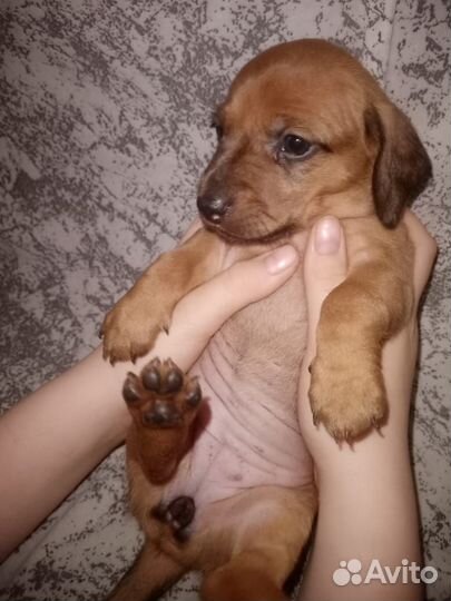 Собаки щенки таксы