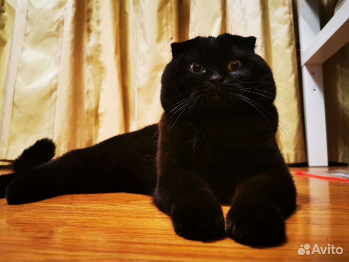 Шотландский Вислоухий кот для вязки
