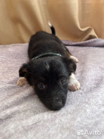 Щенок маленькой собачки