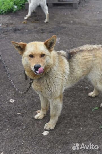 Собака в добрые руки бесплатно