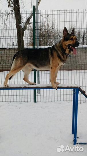 Вязка с кобелём вео