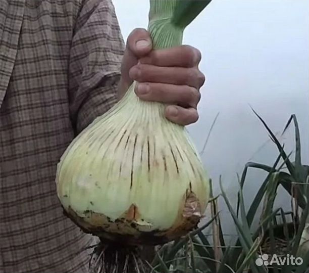 Мне требуется Инвестор и Компаньон