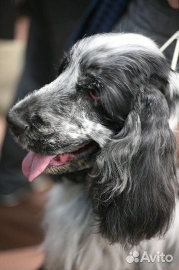 Фотограф анималист