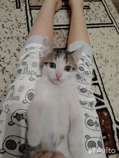 Котята 2 месяца