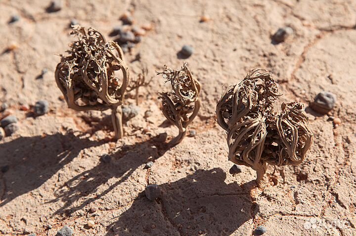 Цветок каф - марьям (Шарм - эль - Шейх )