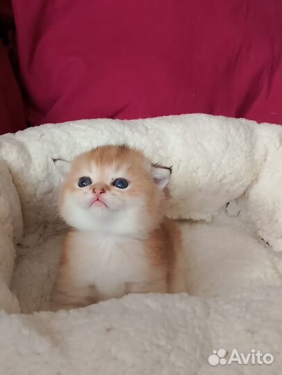 Апельсинки