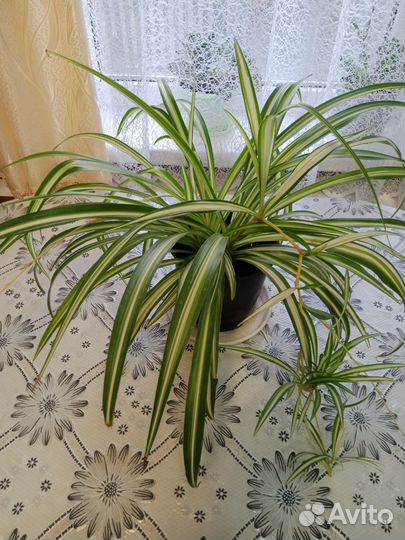 Хлорофитум