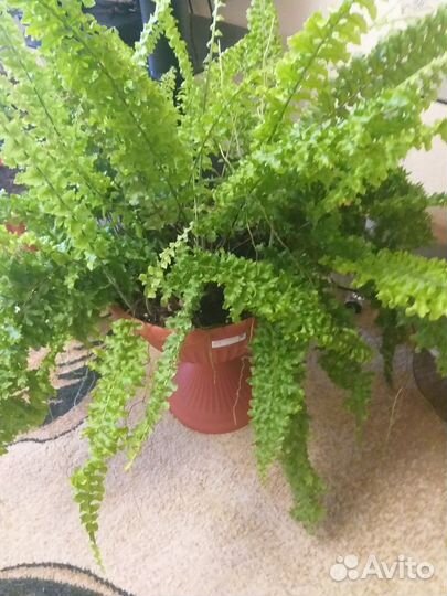 Папоротник комнатный