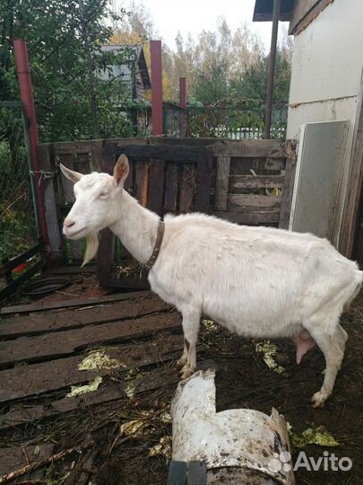 Продам семью коз
