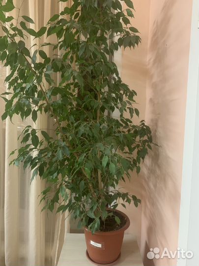 Фикус бенджамина большой
