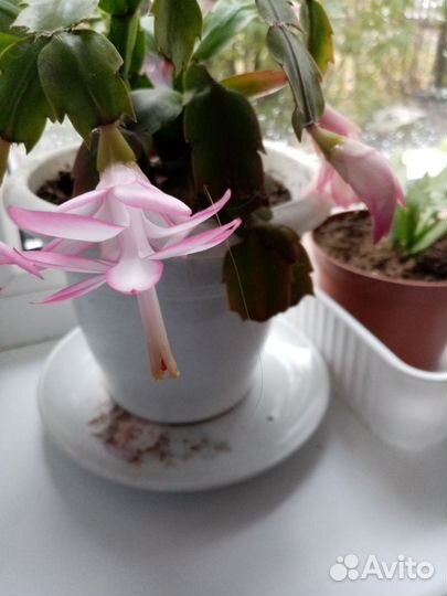 Цветок декабрист