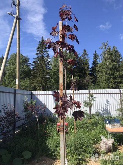 Клен канадский краснолистный