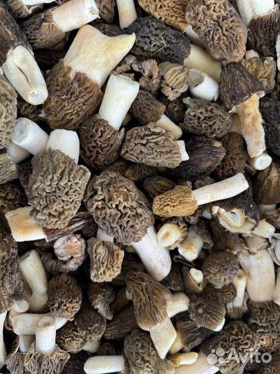 Грибы сморчки