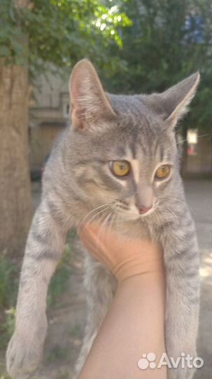 Кот Матроскин 4 месяца