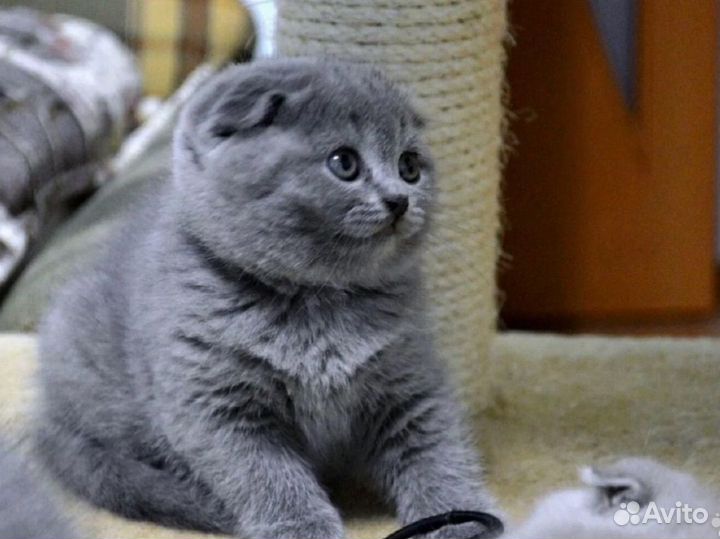 Шотландская вислоухая девочка