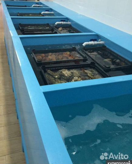 Узв системы аквариумы для устриц/раки