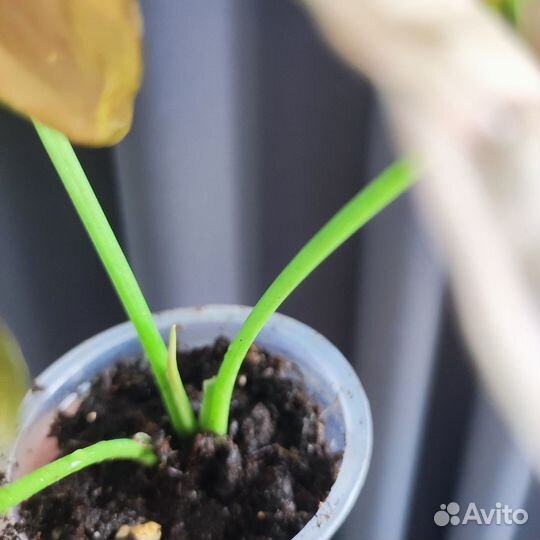 Сингониум Пинк Флексид (Syngonium Pink Flecked)