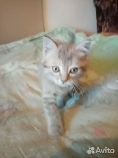 Кошка