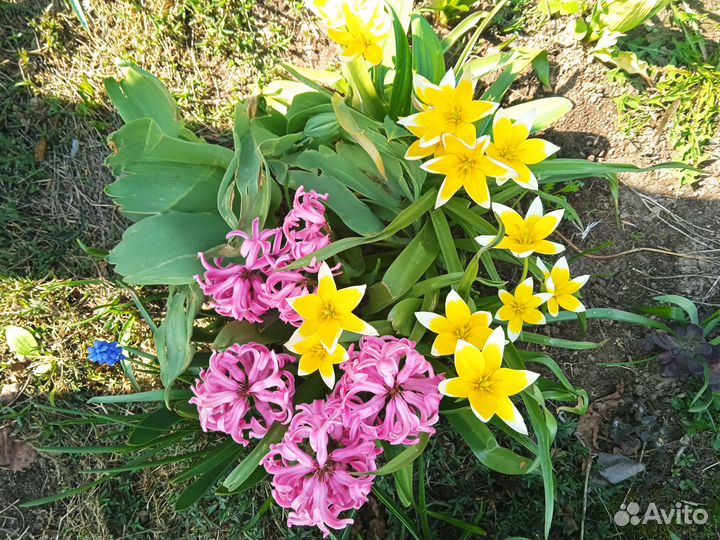 Многолетние садовые цветы, декоративные кустарники