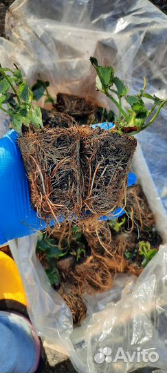 Эльсанта фриго Германия