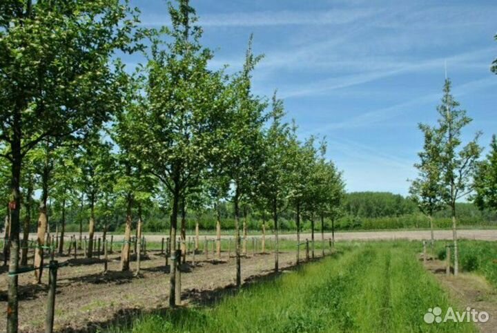 Боярышник сливолистный