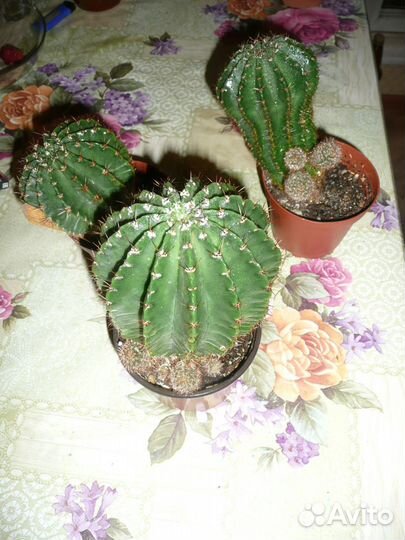 Крупные цветы (кактусы, денежное дерево и алоэ)