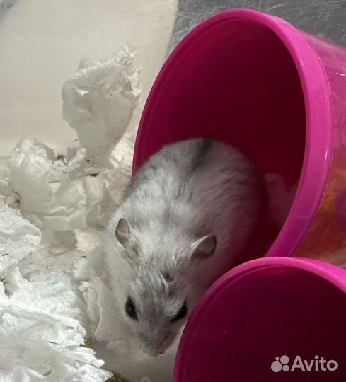 Джунгарский хомяк