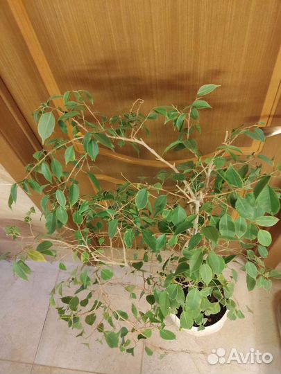 Комнатные растения цветы