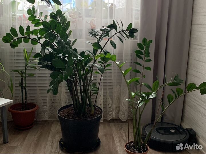 Замиокулькас Панданус