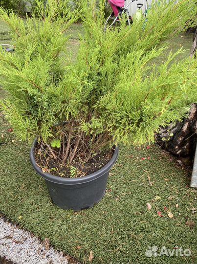 Можжевельник Казацкий. Туи.Сосны