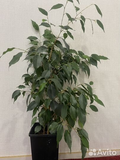 Комнатные цветы