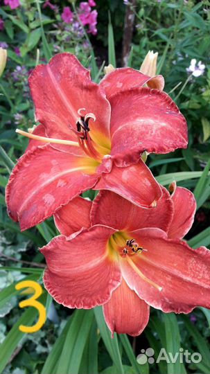 Продам лилейник сортовой