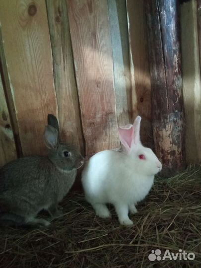 Кролики