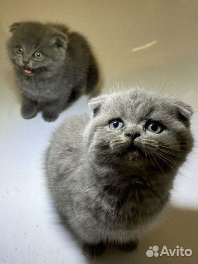 Шотландские котята