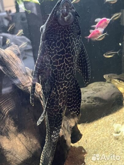 Сом Парчовый птеригоплихт