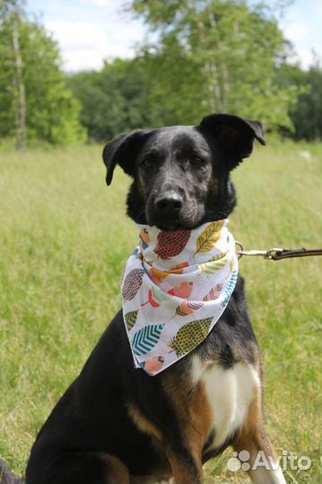 Собака в добрые руки, Гера