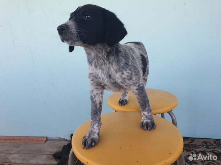 Собака щенок курцхар