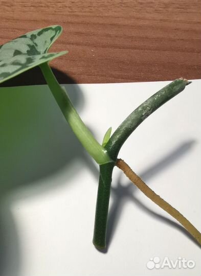 Сциндапсус Треби