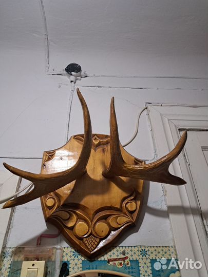 Продам рога лося