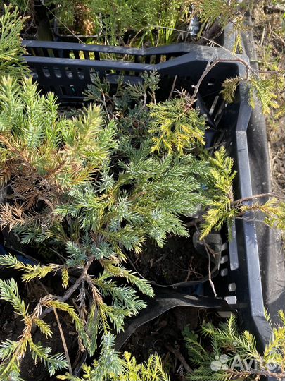 Можжевельник Блу чип и Олд голд