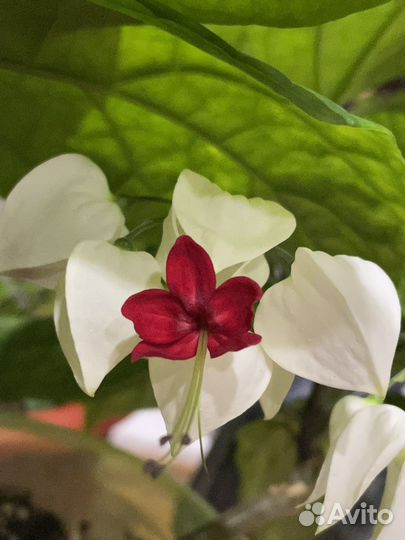 Комнатный цветок. Клеродендрум томпсон